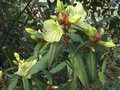 vignette Rhododendron Lutescens au 11 03 11