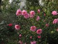 vignette Camellia williamsii Mary Phoebe Taylor autre vue au 11 03 11