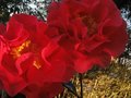 vignette Camellia reticulata Dr Clifford's Park au 11 03 11