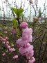 vignette Prunus triloba - Amandier de Chine, Amandier  fleurs