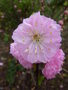 vignette Prunus triloba - Amandier de Chine, Amandier  fleurs