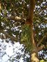 vignette Platycrium dans l'arbre