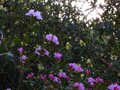 vignette Rhododendrons Dauricum Lake Bakal et Lutescens en compagnie au 11 03 11