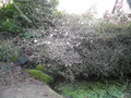 vignette Magnolia Stellata (premires fleurs)