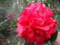 vignette Camellia 'Crimson Glory'