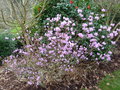 vignette Rhododendron mucronulatum - Azale mucrone