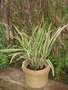 vignette Dianella tasmanica variegata = Variegated Flax Lily
