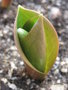 vignette Erythronium 'Kondo' - Trout Lily