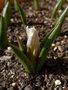 vignette Tulipa tarda = Tulipa dasystemon