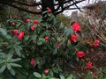 vignette Camellia reticulata Captain Rawes au 12 03 12