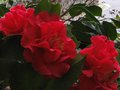 vignette Camellia reticulata Dr Clifford's Park au 12 03 11