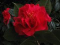 vignette Camellia reticulata Dr Clifford's park gros plan au 12 03 11