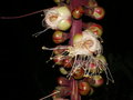 vignette Barringtonia racemosa (fleurs)