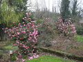 vignette Camellias (Massif)