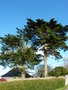 vignette Cupressus macrocarpa - Cyprs de Lambert, Cyprs de Monterey.