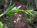 vignette Dendrobium fractiflexum