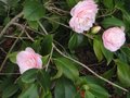vignette camellia japonica Cherryll Lynn au 14 03 11