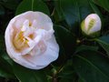 vignette Camellia japonica Mrs D.W.Davies au 14 03 11