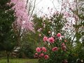 vignette Paysage de mon jardin tonalit de rose au 14 03 11