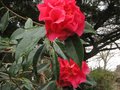vignette Camellia reticulata Captain Rawes gros plan au 13 03 11