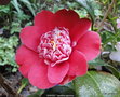 vignette Camélia ' SHIKIBU ' camellia japonica