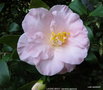 vignette Camlia ' LAURIE BRAY ' camellia japonica