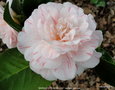 vignette Camlia' MARGUERITE GOUILLON ' camellia japonica