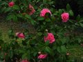 vignette Camellia williamsii Debbie toujours en forme au 15 03 11