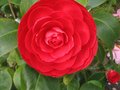 vignette Camellia japonica Margherita Coleoni au 15 03 11