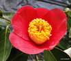 vignette Camlia ' HIGO-OSEKI ' camellia higo