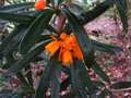 vignette Berberis linearifolia orange King au 15 03 11