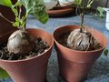 vignette Dioscorea elephantipes  2 p'ti nouveaux