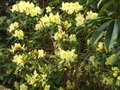 vignette Rhododendron Lutescens magnifique au 15 03 11