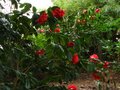 vignette Camellias reticulata Dr Clifford's park et Captain Rawes en compagnie au 15 03 11