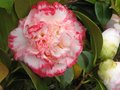 vignette Camellia japonica Margareth Davies Picottee au 14 03 11