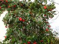 vignette Camellia japonica Grand prix immense au 15 03 11