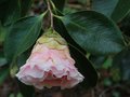 vignette Camellia japonica 'Elegans Splendor' (Nuccio's Nursery, California 1971)