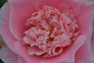 vignette Camellia japonica 'Elegans Splendor' (Nuccio's Nursery, California 1971)