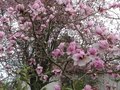 vignette Magnolia Iolanthe au 16 03 11