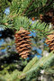 vignette Picea glauca