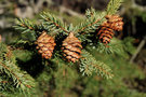 vignette Picea mariana