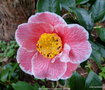 vignette Camelia ' ADELINA PATTI ' camellia japonica