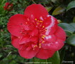 vignette Camlia ' ALEXANDER HUNTER ' camellia japonica