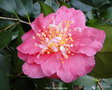 vignette Camlia  '  VEGA  ' camellia japonica