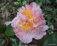 vignette Camlia ' MADAME LE NAOUR ' camellia japonica