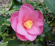 vignette Camlia ' DAINTINESS ' camellia hybride williamsii'