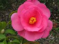 vignette Camellia autre inconnu au 17 03 11