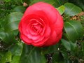 vignette Camellia japonica Margheria Coleoni au 17 03 11