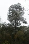 vignette Eucalyptus cinerea Ile d'Aix17 1 20060308