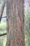 vignette Eucalyptus cinerea Ile d'Aix17 1 20060308